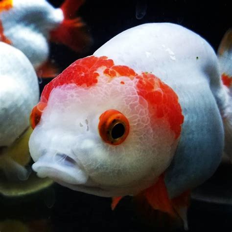 Ranchu Goldfish - Ranchu Goldfish - Ranchu Care And Info