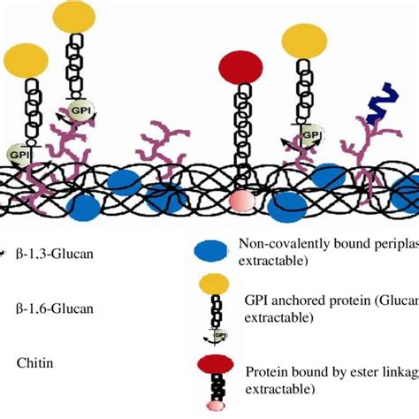 (PDF) An overview of yeast cell wall proteins and their contribution in yeast display system