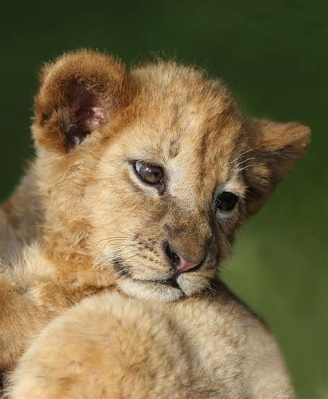 Baby Lion cub crying stock image. Image of wild, king - 4274065