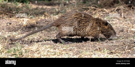 Coypu Rodent, running along the river, Kenya Africa Stock Photo - Alamy