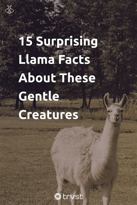 15 Surprising Llama Facts About These Gentle Creatures