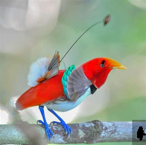 The King Bird-of-Paradise is a passerine bird of the Paradisaeidae family. It is the sole member ...