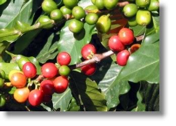 Yauco, Puerto Rico - Land of Coffee | BoricuaOnLine.com