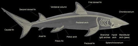 SHARK TERMINOLOGY | Shark, Whale shark, Great whale