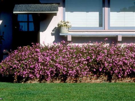 Trailing Lantana Ground Cover