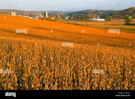 Rolling hillside field of mature, harvest ready soybeans in Autumn with a farmstead in the ...