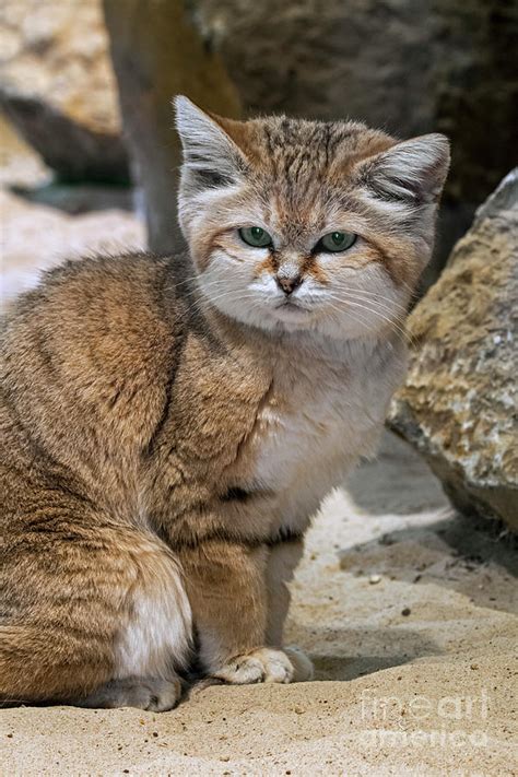 Sand Cat Photograph by Arterra Picture Library