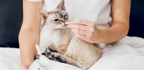 Cat Probiotics – the Pros and Cons - The Vets