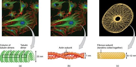 Biology 101: Microfilaments vs Microtubules in Cell Biology – Moosmosis