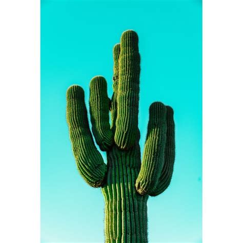 #cactuswallpapers #cactuswallpaperhd #cactuswallpaperiphone #cutecactuswallpapers # ...