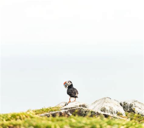 60+ Atlantic Puffin Eating Fish Stock Photos, Pictures & Royalty-Free Images - iStock