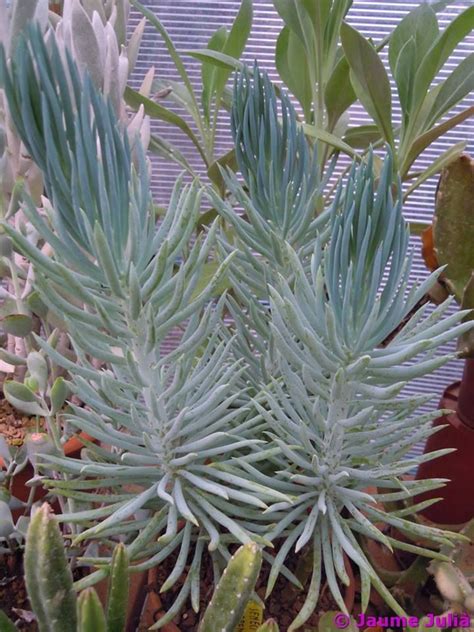 Senecio Serpens | Suculentas, Jardim, Cactos