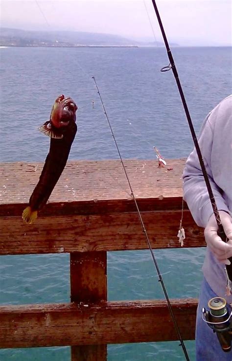 Balboa Pier - Pier Fishing in California