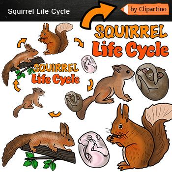 Squirrel Life Cycle Clip art by Clipartino | TPT