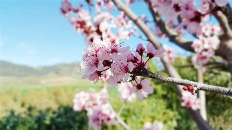 These Noteworthy Almond Tree Types Produce Lovely Blossom And A Robust Harvest | Horticulture ...