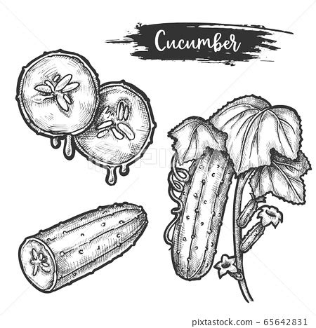 Discover 75+ cucumber sketch super hot - seven.edu.vn