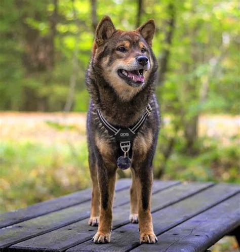 Black Shiba Inu: Do Shibas with Solid Black Coats Exist?