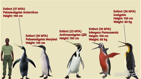 Penguins Size Comparison - YouTube