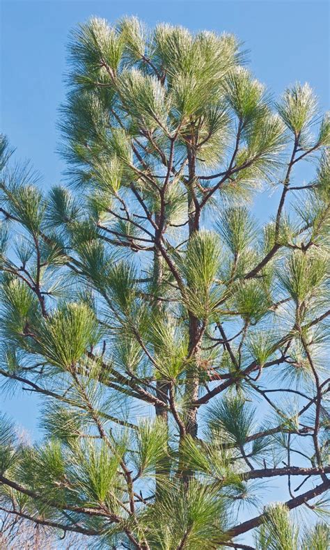 Alabama State Tree – Longleaf Pine