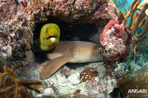 Green Moray Eel (Gymnothorax funebris) - ANGARI Foundation