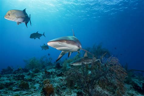 Reef sharks at much higher risk of extinction than previously thought ...