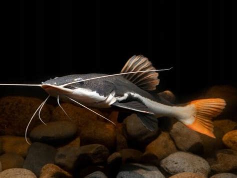 Redtail Catfish: Habitat, Care, Aquarium Maintenance