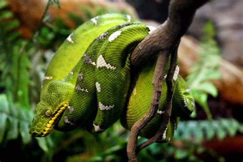 Green Boa Snake — Stock Photo © marimar8989 #2267549