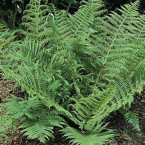 Toothed Wood Fern (Dryopteris spinulosa) | K. van Bourgondien