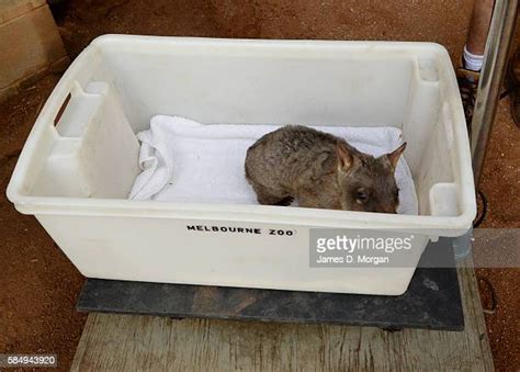 113 Baby Wombat Stock Photos, High-Res Pictures, and Images - Getty Images