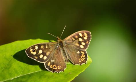 Common UK Butterfly Identification and Facts - Woodland Trust