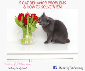 5 Common Cat Behavior Problems and How to Solve Them - Jessica L. Fisher