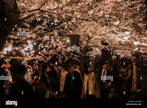 CHERRY BLOSSOM, TOKYO Stock Photo - Alamy