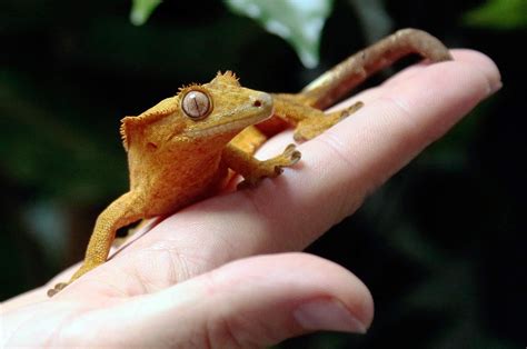 From sticky feet to a sticky situation: what humans can learn from geckos