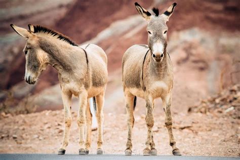 Burro » Características, Alimentación, Hábitat, Reproducción, Depredadores