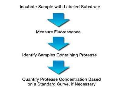 Protease Assay Service - Creative BioMart