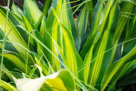 Corn Plant Care: A Simple Guide for Healthy Growth - Petal Republic