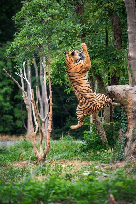 Tiger jumping Stock Photo by ©thanarak 54395421