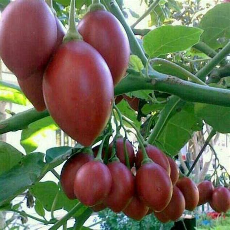 Growing Tree Tomato plants (tamarillo) in Kenya ~ Agro-Environment Initiative