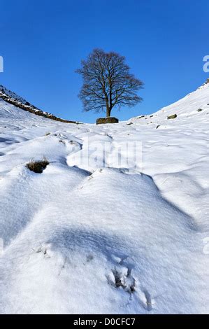 Sycamore Gap in the snow, Hadrian's Wall Country, Northumberland ...