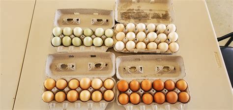 Farm Fresh Eggs - Bolin Grove Farms