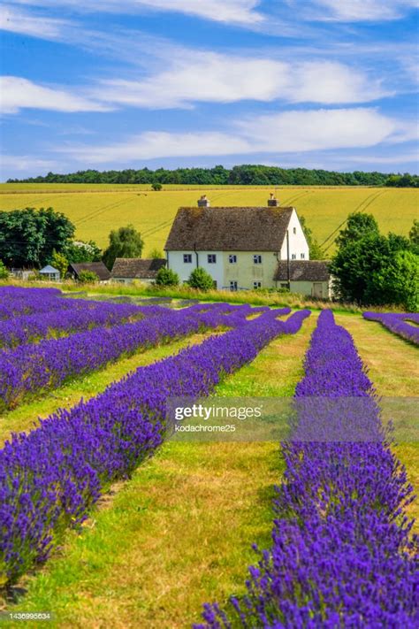 Lavender Fields Snowshill Cotswolds England Uk High-Res Stock Photo - Getty Images