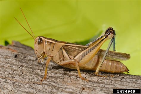 two-striped grasshopper, Melanoplus bivittatus (Orthoptera: Acrididae) - 5474949