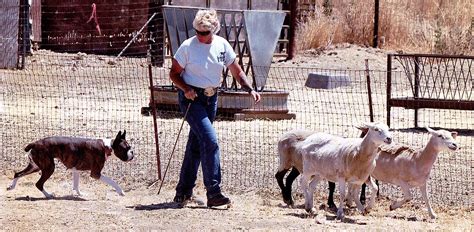 Herding Training – Herding 4 Ewe