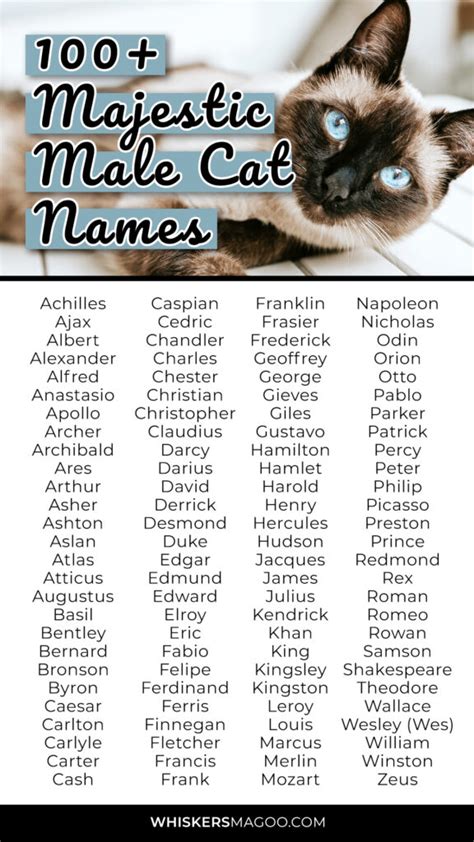 100+ Majestic Names for Male Cats - Whiskers Magoo