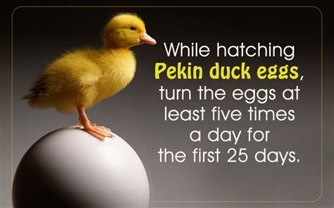 We Outline the Complete Process of How to Hatch Duck Eggs