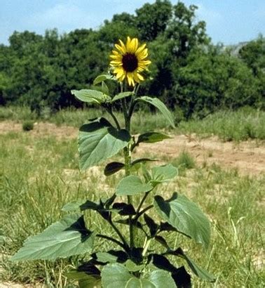 How to Plant and Maintain Sunflowers in Containers | Celebrate Urban Birds