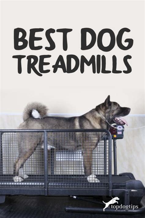 11 Best Dog Treadmills (Buying Guide)