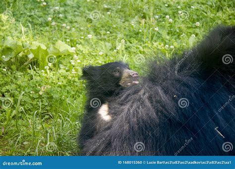 Sloth bear cub stock photo. Image of fluffy, summer - 168015360