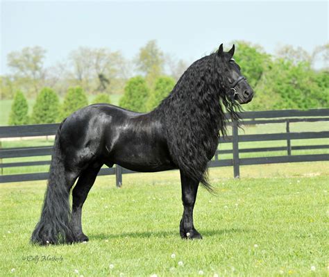 Friesian | Horses, Most beautiful horses, Friesian horse