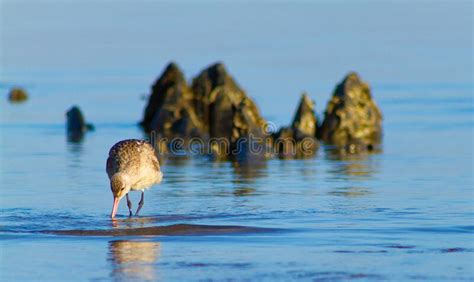 A Portrait of Shorebird on the Beach Area. Dili Timor Leste Stock Photo ...